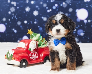 Logan Mini Bernadoodle